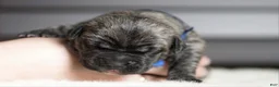 Cane Corso dogs for sale: Black Velvet Abyss Smokey Phantom - Ad 5