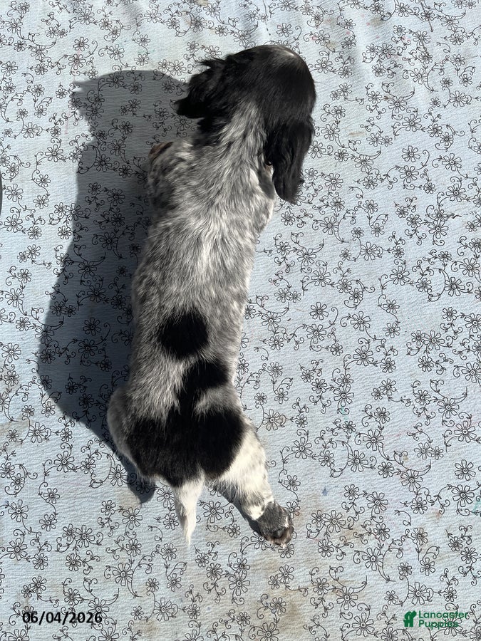 Miniature Dachshund dogs Sadie - Ad 2