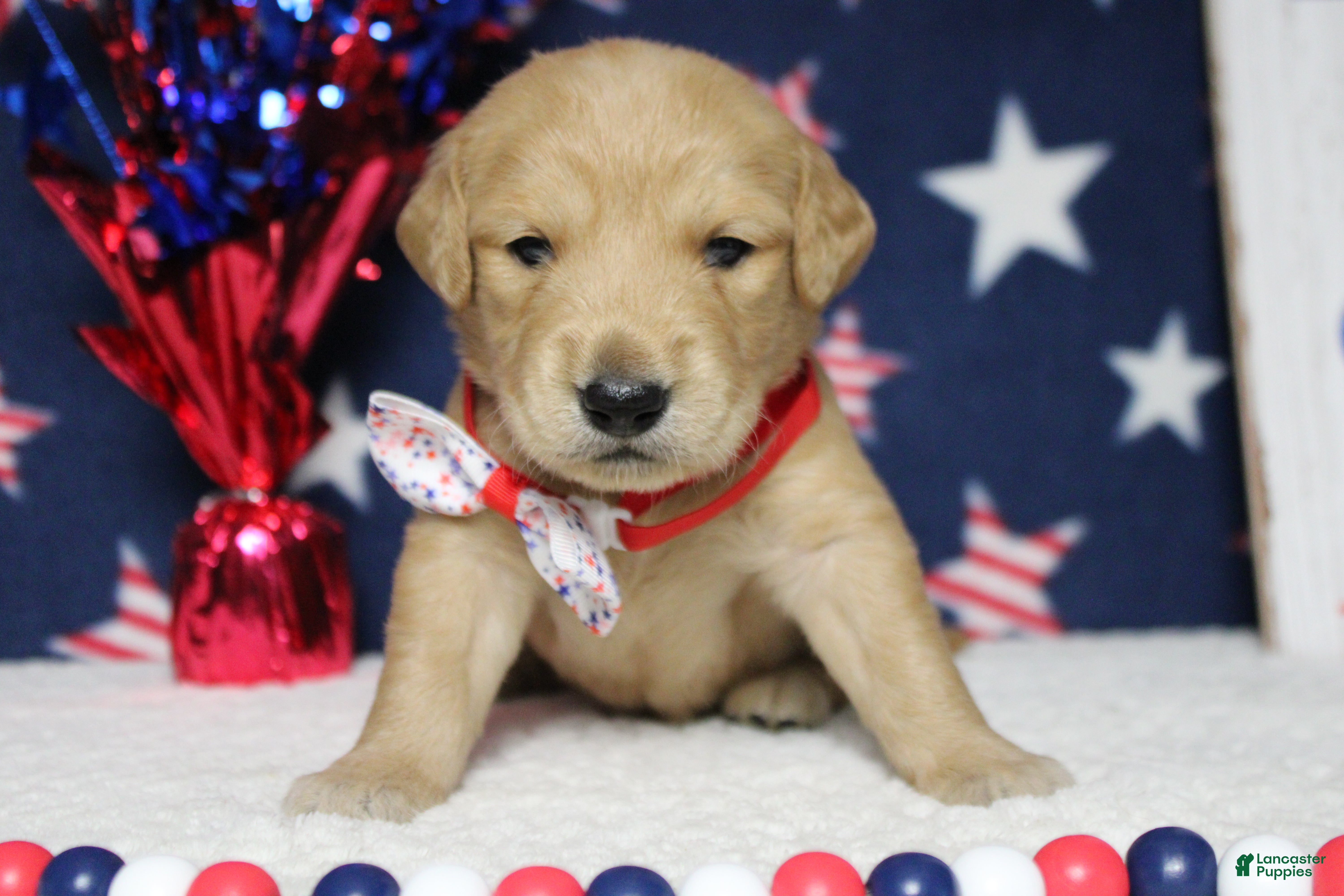 Golden Retriever dogs Brioche  - Ad 11