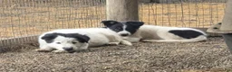 Border Collie dogs for sale: Border Collie 1 - Ad 10