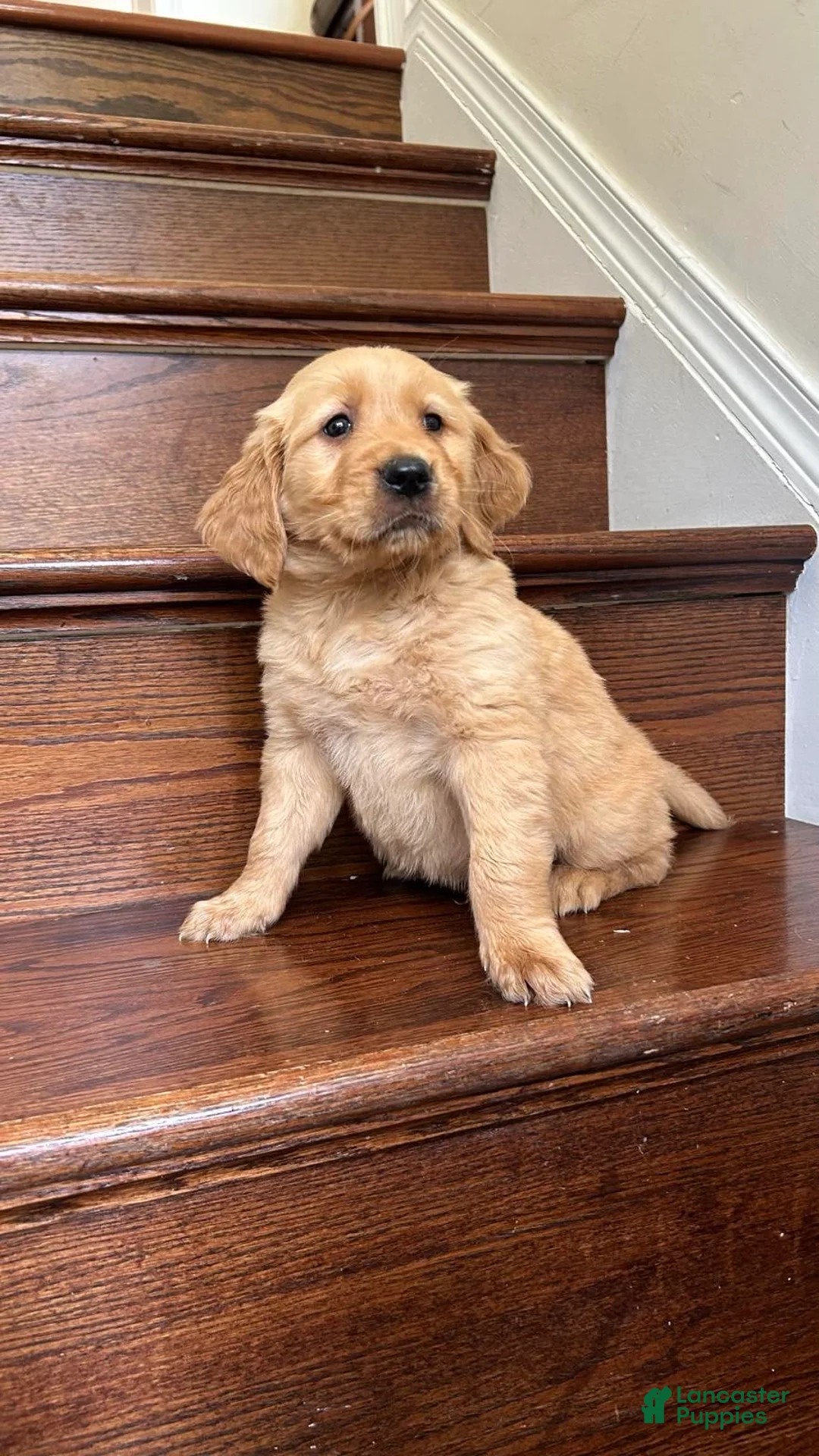Golden Retriever dogs for sale: Daisy - Ad 5