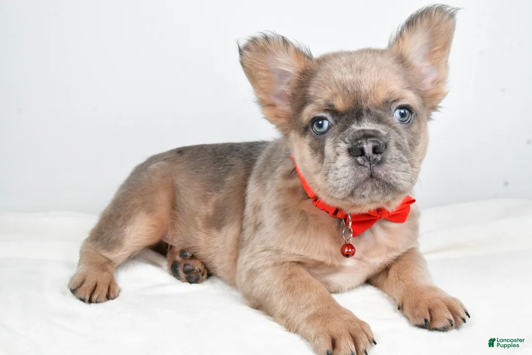French Bulldog dogs for sale: Chester - Ad 10