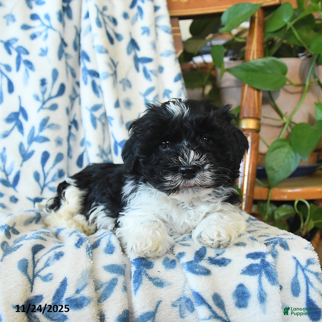 Havanese dogs for sale: Chris - Ad 3