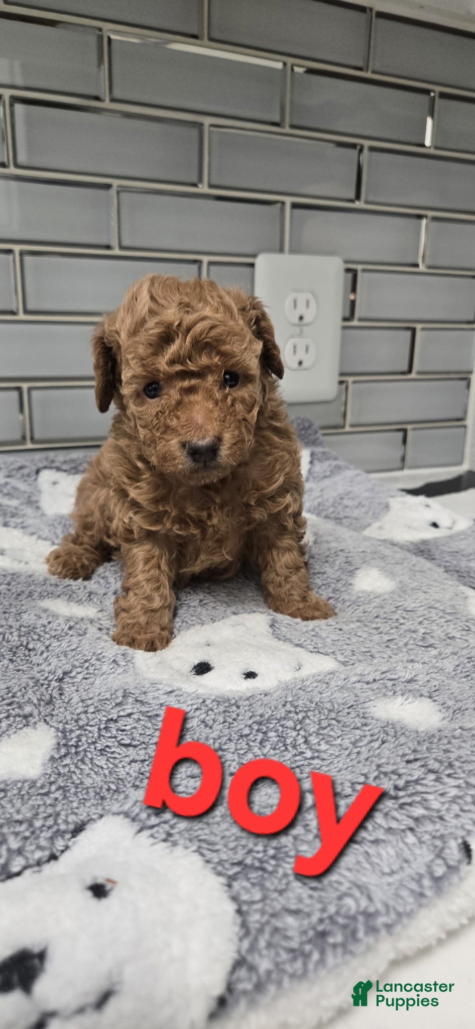 Toy Poodle dogs Toy Poodle Puppy 1 - Ad 14