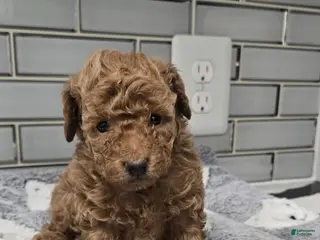 Toy Poodle dogs Toy Poodle Puppy 1 - Ad 14