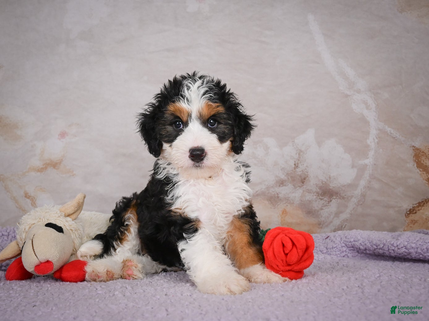 Mini Bernedoodle dogs Bella - Ad 1