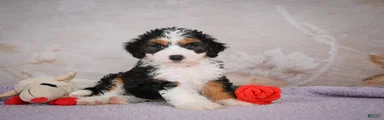 Bella