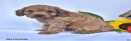 Cavapoo dogs for sale: Artie - Ad 4