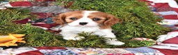 Cavalier King Charles Spaniel dogs for sale: Cinnamon Roll - Ad 1