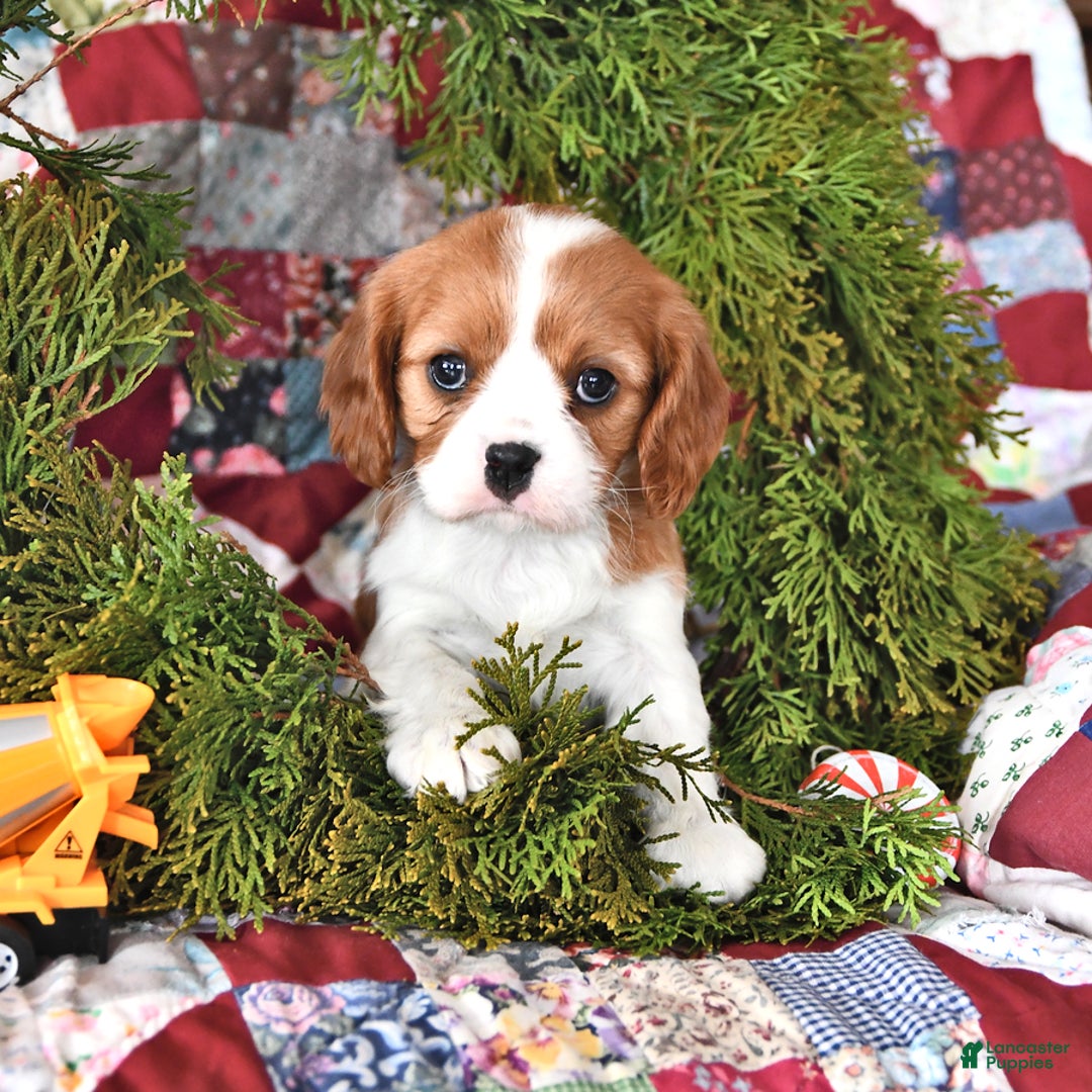 Cavalier King Charles Spaniel dogs for sale: Cinnamon Roll - Ad 1