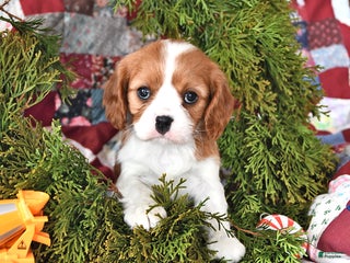 Cavalier King Charles Spaniel dogs Cinnamon Roll - Ad 26