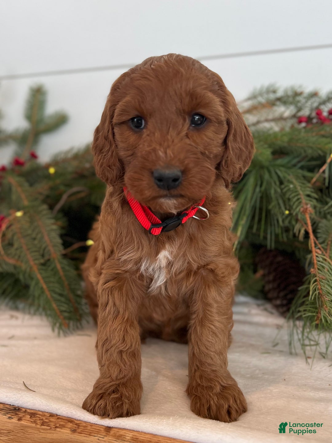 Irish Doodle dogs for sale: Maggie - Ad 15