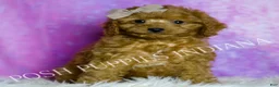 Cavapoo dogs for sale: Sage Adorable F1B Champion Line Cavapoo - Ad 6