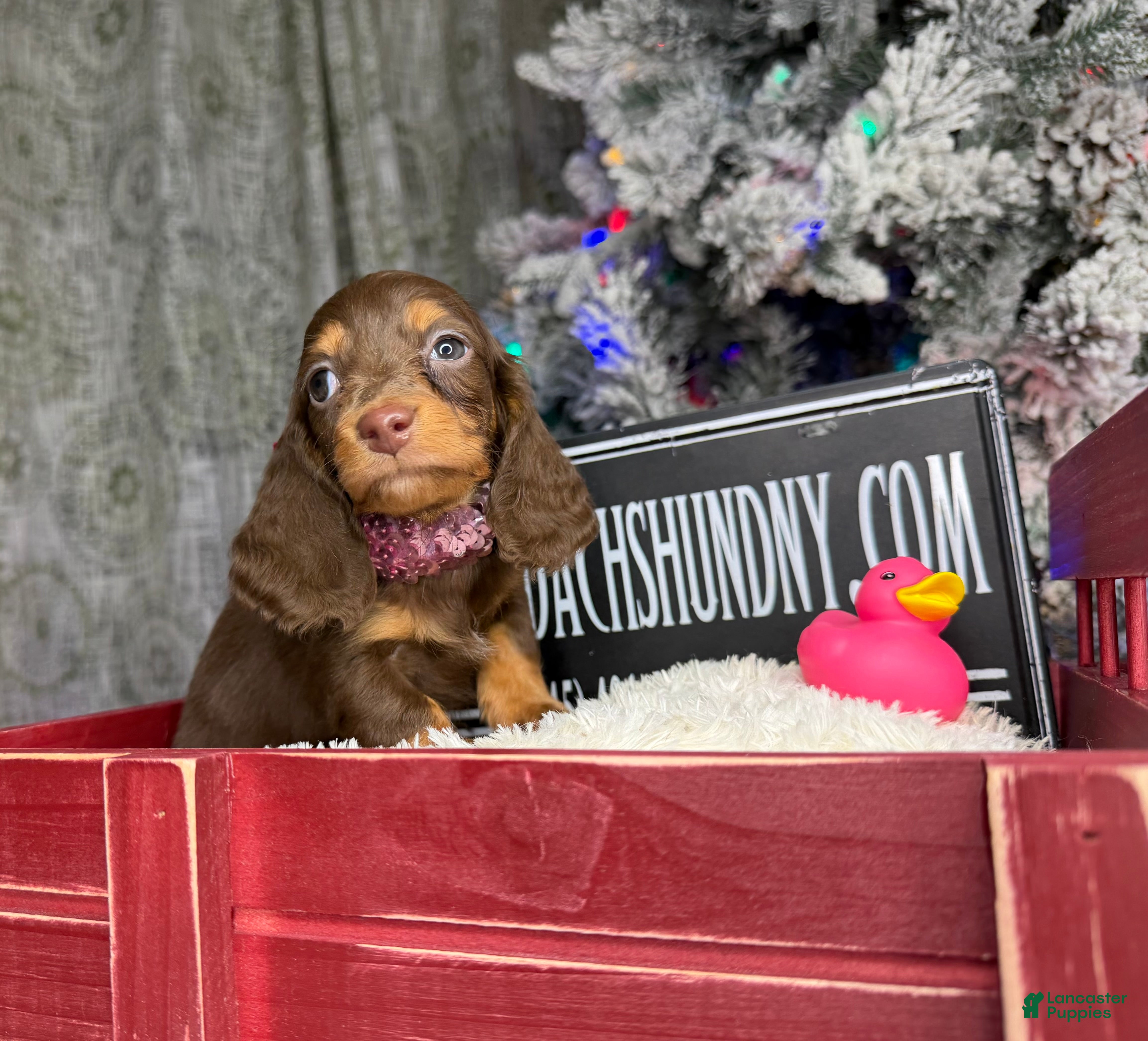 Miniature Dachshund dogs Ready Xmas eve - Ad 35