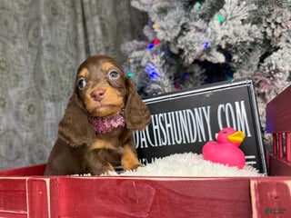 Miniature Dachshund dogs Ready Xmas eve - Ad 5