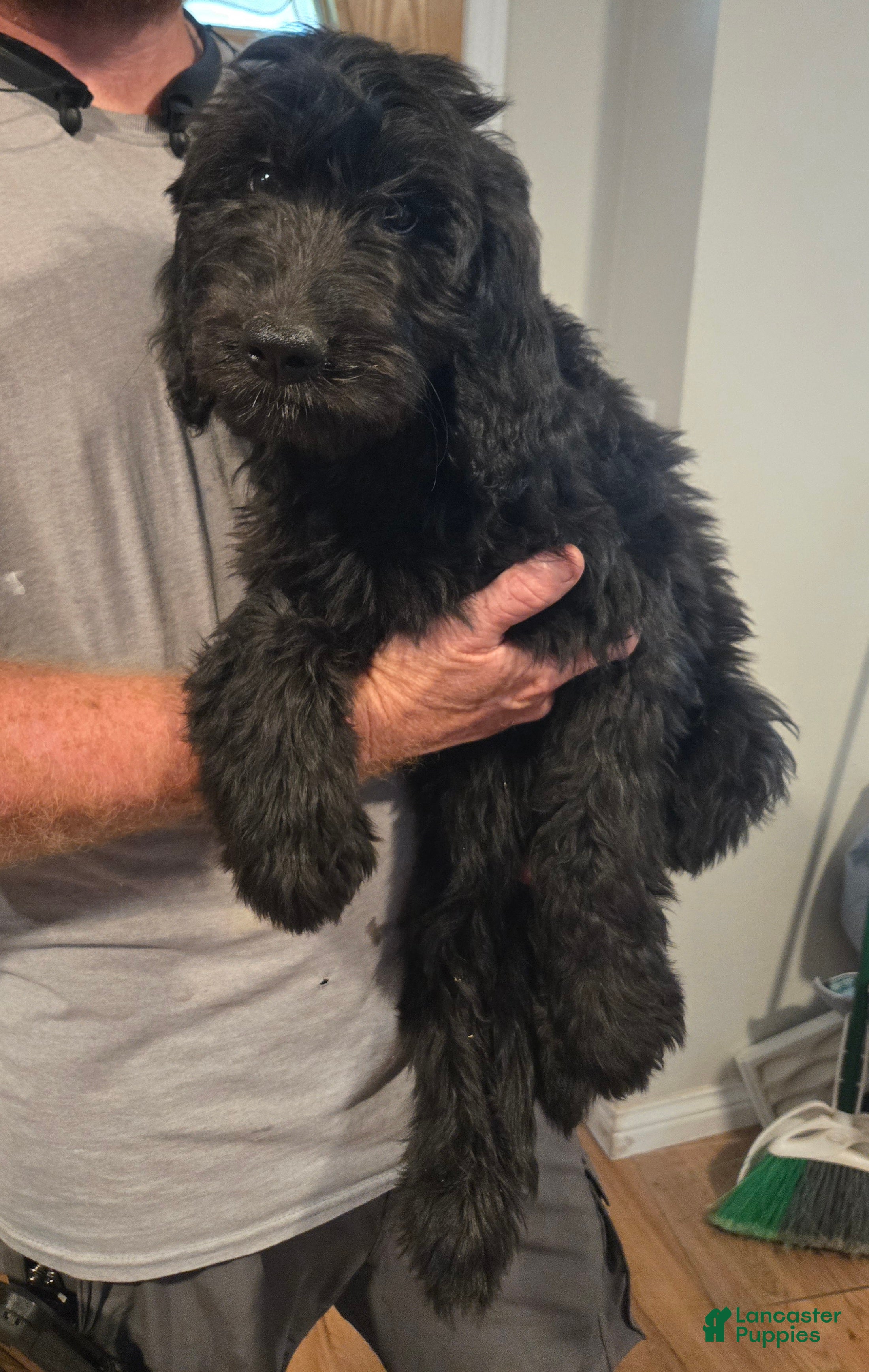 Goldendoodle dogs Silver Girl - Ad 23