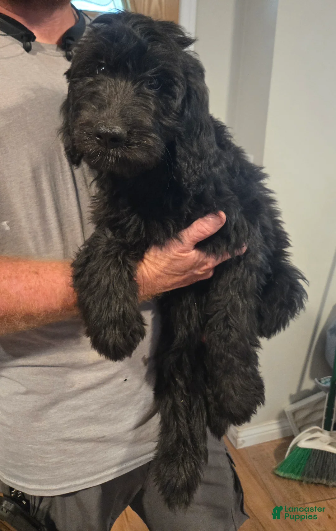 Goldendoodle dogs for sale: Silver Girl - Ad 1
