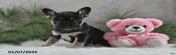 French Bulldog dogs for sale: Adela - Ad 4