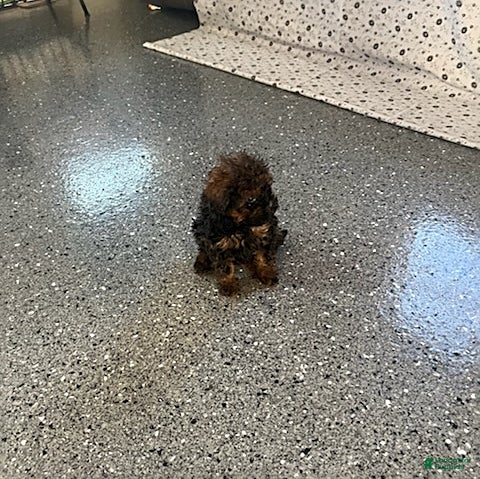 Shihpoo dogs Sweetheart - Ad 24