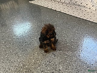 Shihpoo dogs Sweetheart - Ad 24