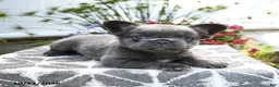 French Bulldog dogs for sale: Koala Bear - Ad 3