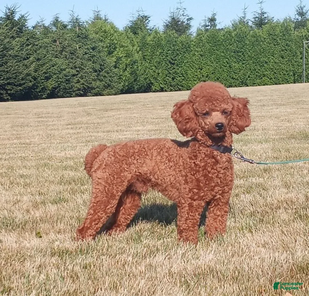 Mini Goldendoodle dogs for sale: Holly - Ad 5