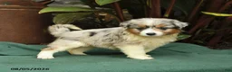 Miniature Australian Shepherd dogs for sale: Scharlot - Ad 4
