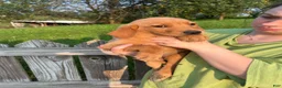 Goldador dogs for sale: Goldador 1 - Ad 4