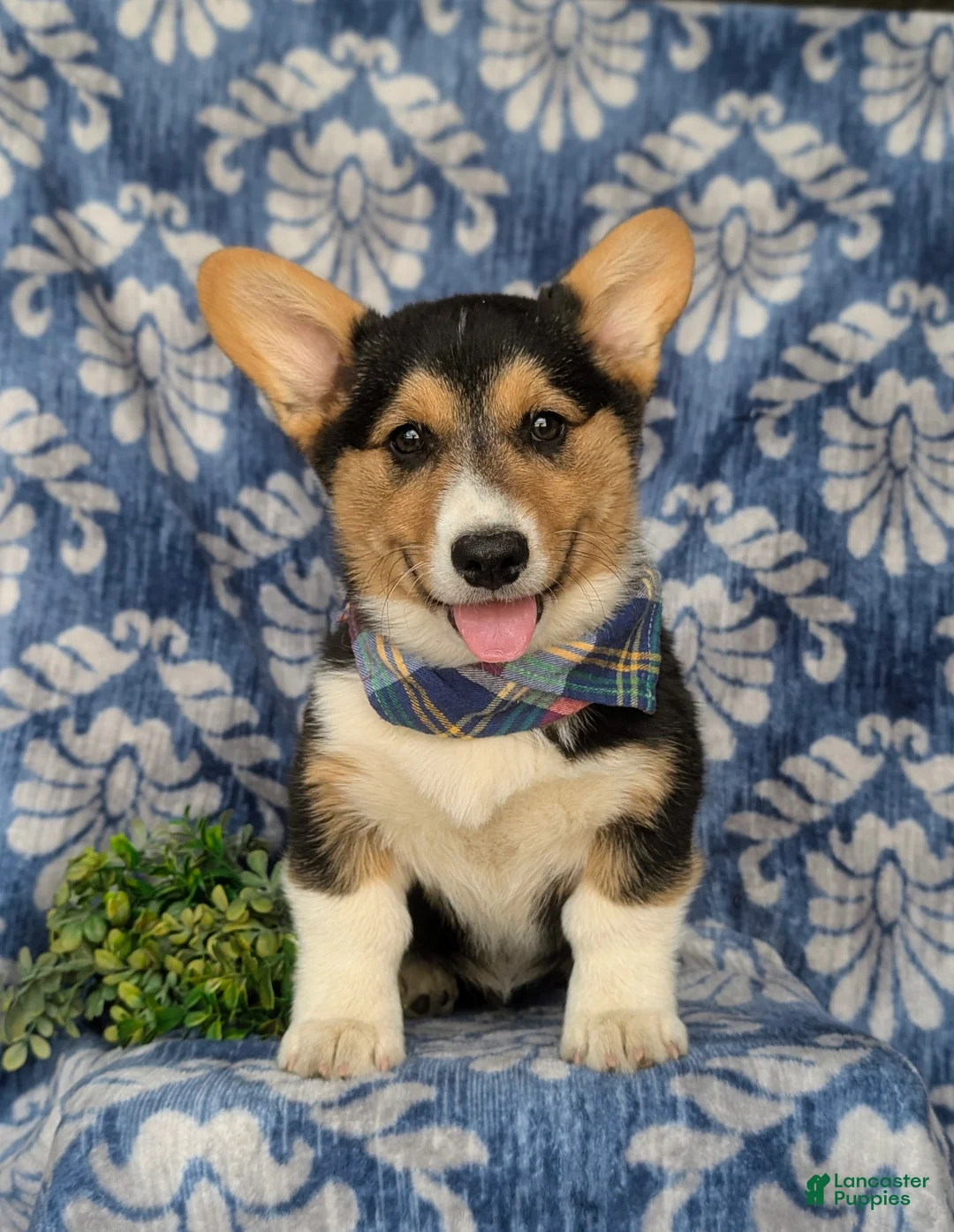 Welsh Corgi Pembroke dogs for sale: Gaspar - Ad 2