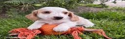 Dachshund dogs for sale: Murphy - Ad 2