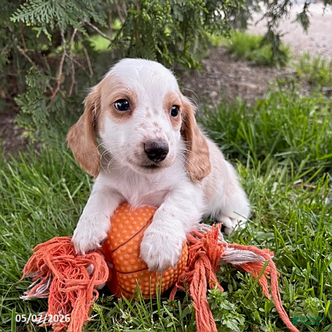 Dachshund dogs for sale: Murphy - Ad 2