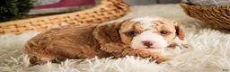 Miniature Poodle dogs for sale: Eden - Ad 6