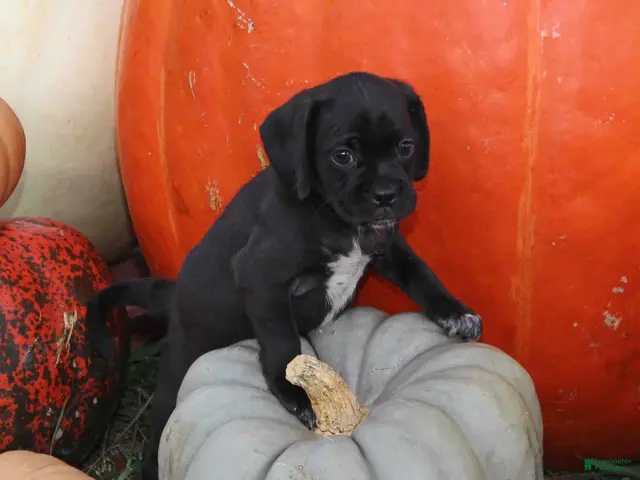 Puggle dogs for sale: Vader - Ad 1