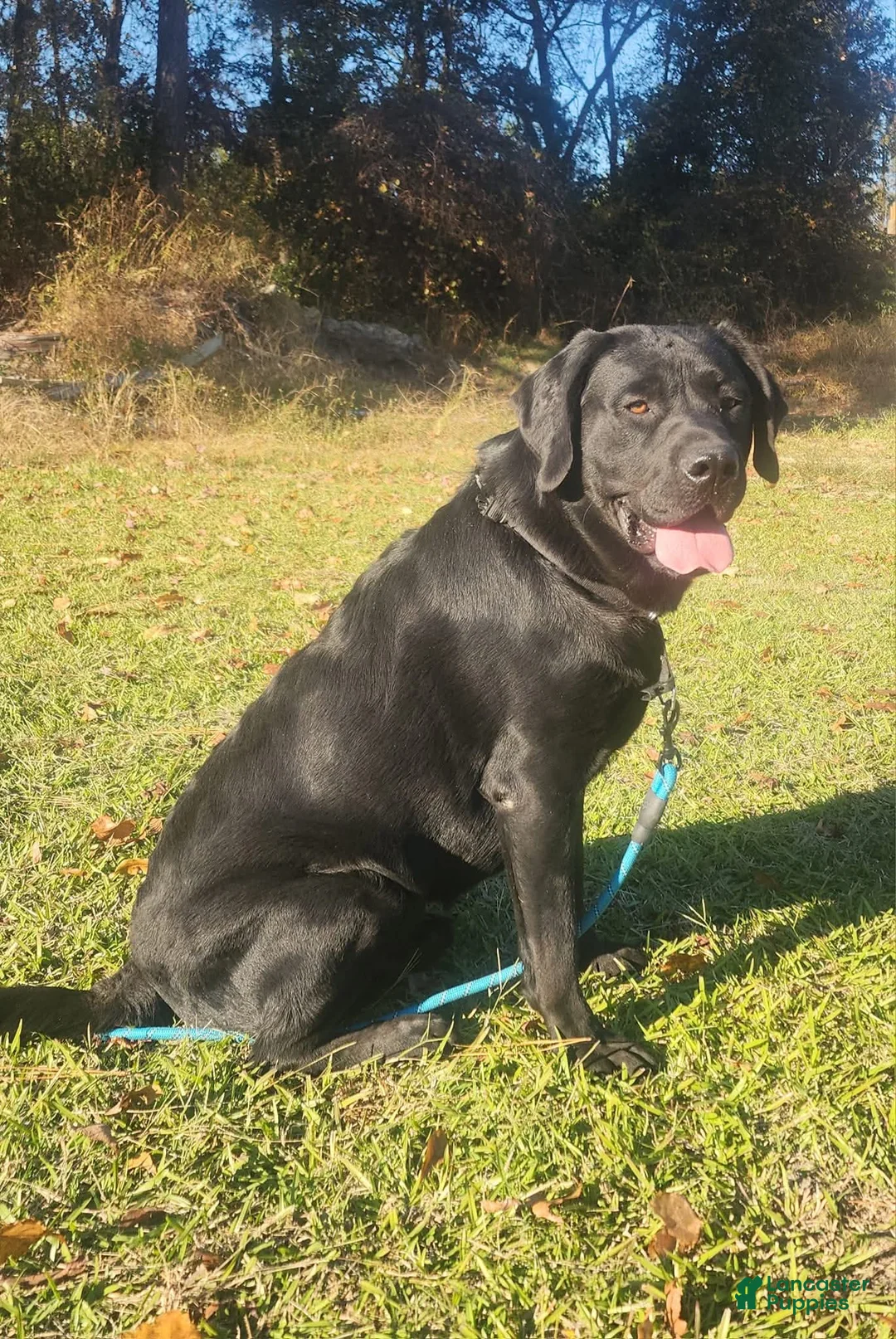 Labrador Retriever dogs for sale: Labrador Retriever Puppy 1 - Ad 4