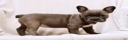 Frenchton dogs for sale: Bethany - Ad 8