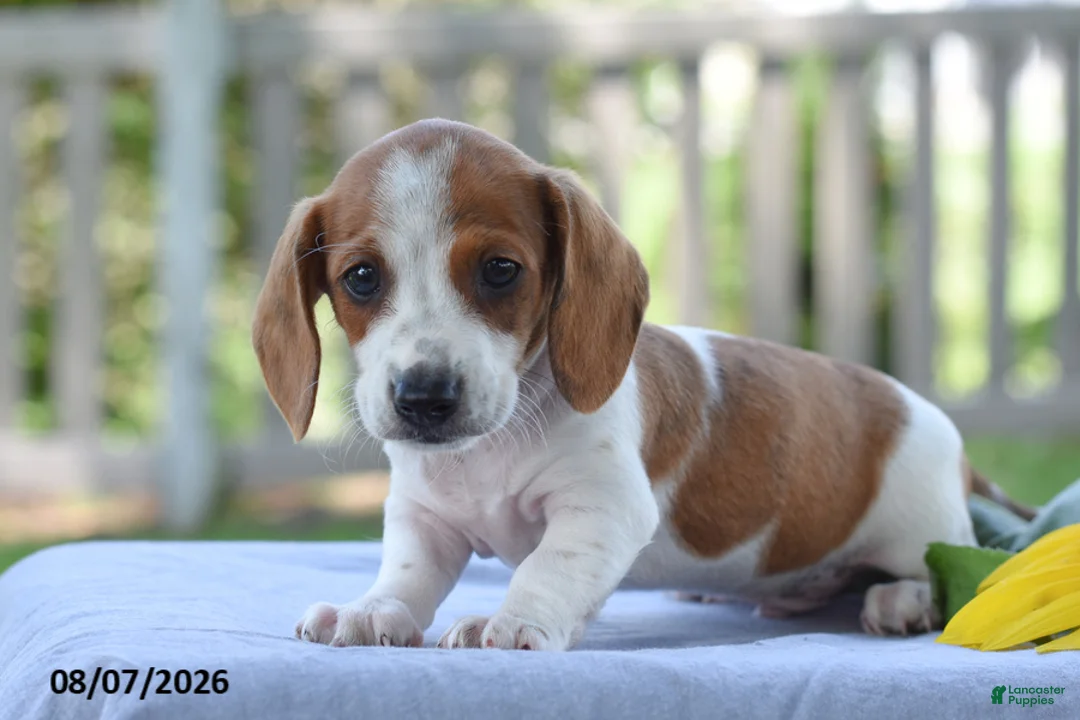 Miniature Dachshund dogs for sale: Theo - Ad 1