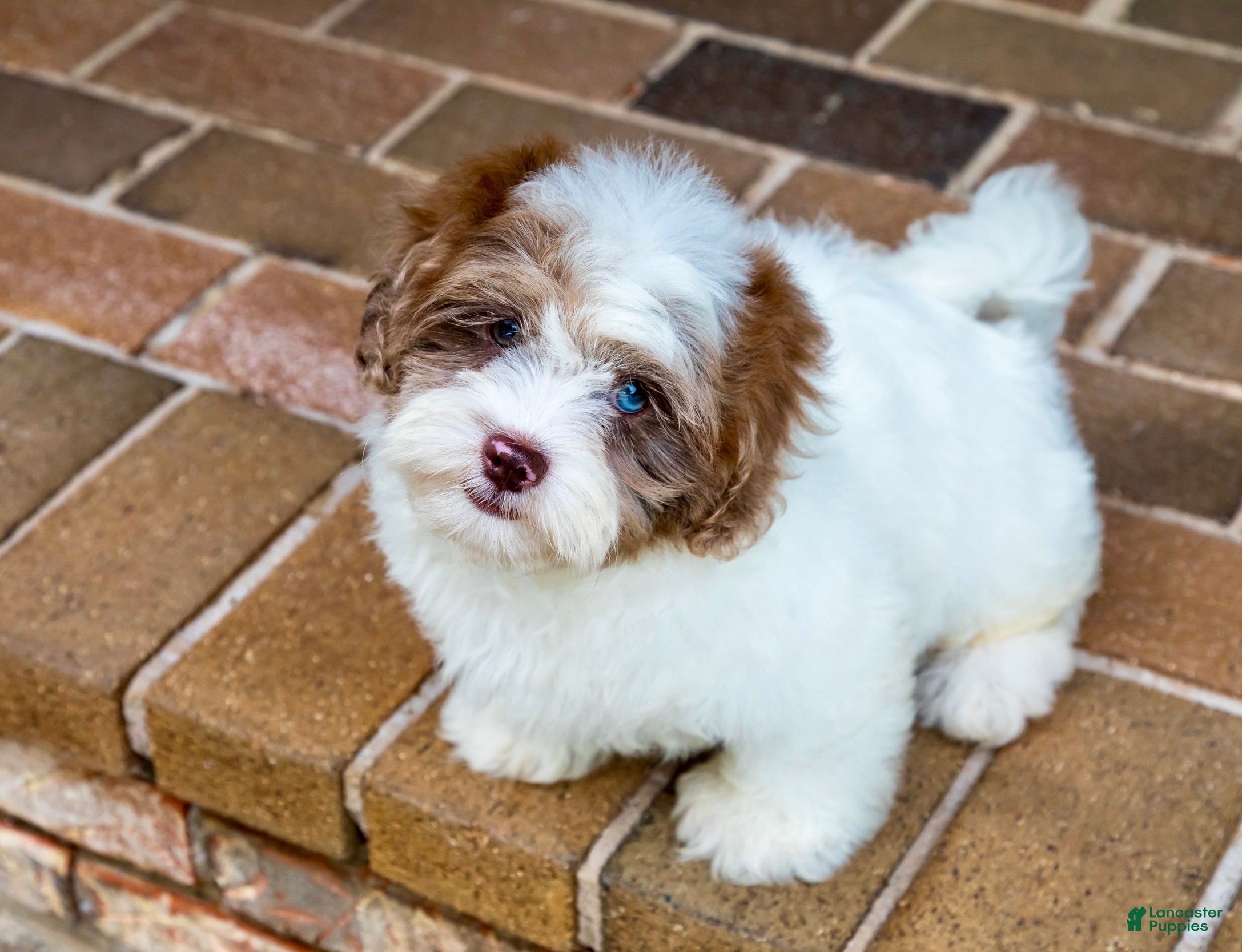 Shihpoo dogs Winston - Ad 2