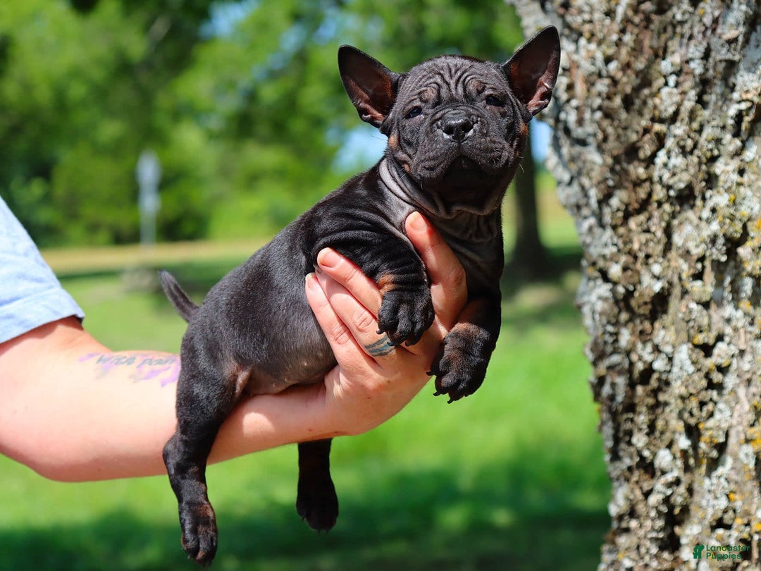 Shar Pei dogs for sale: Chongqin - Ad 3