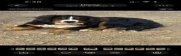Bernese Mountain Dog dogs for sale: Bernese Mountain Dog Puppy 8 - Ad 2