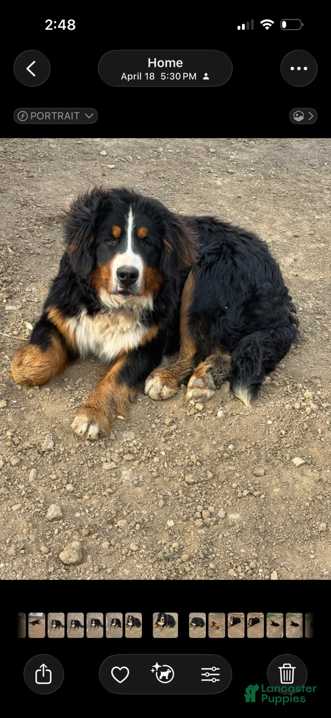 Bernese Mountain Dog dogs for sale: Bernese Mountain Dog Puppy 8 - Ad 2