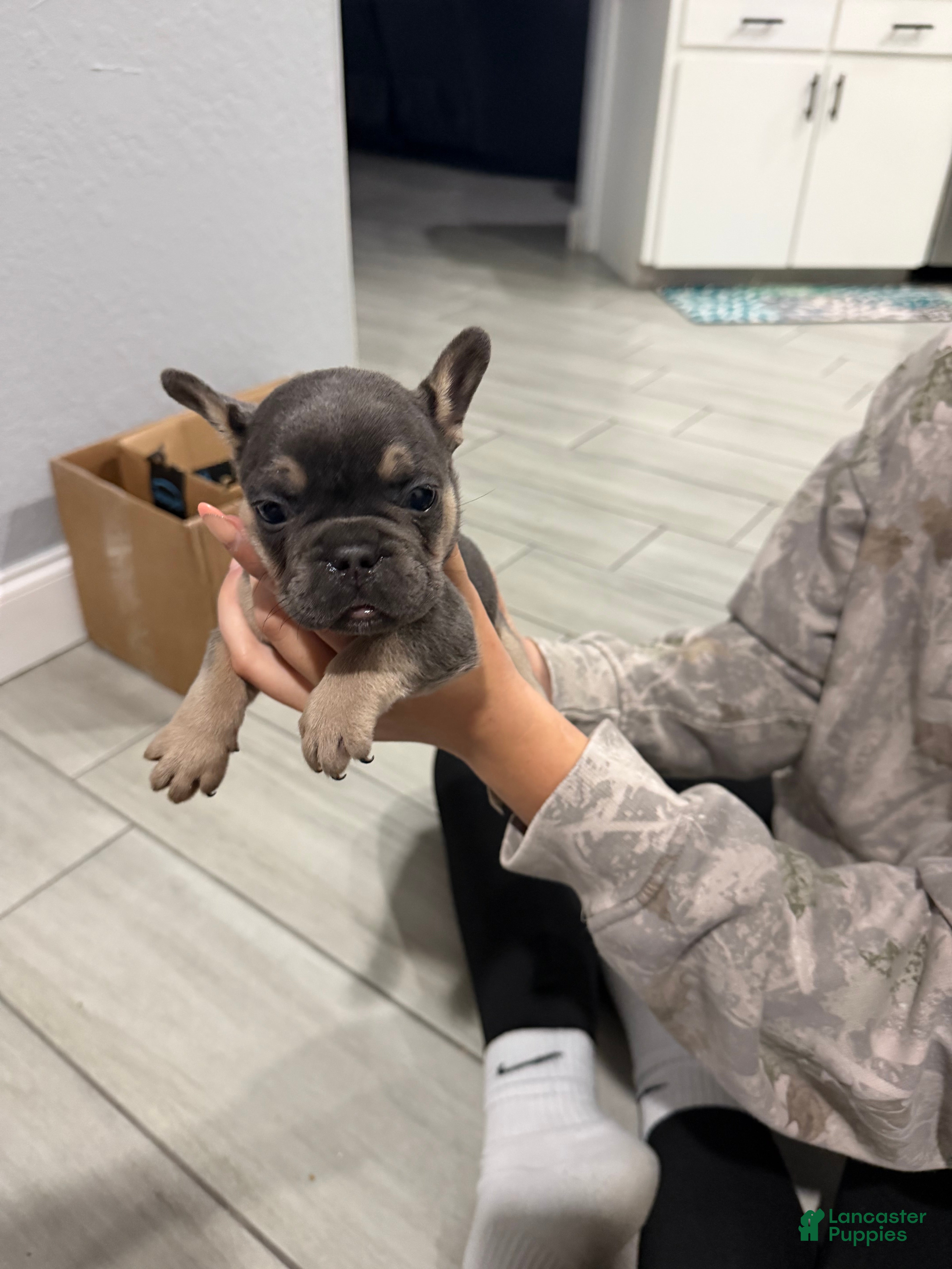 French Bulldog dogs French Bulldog Puppy 2 - Ad 30