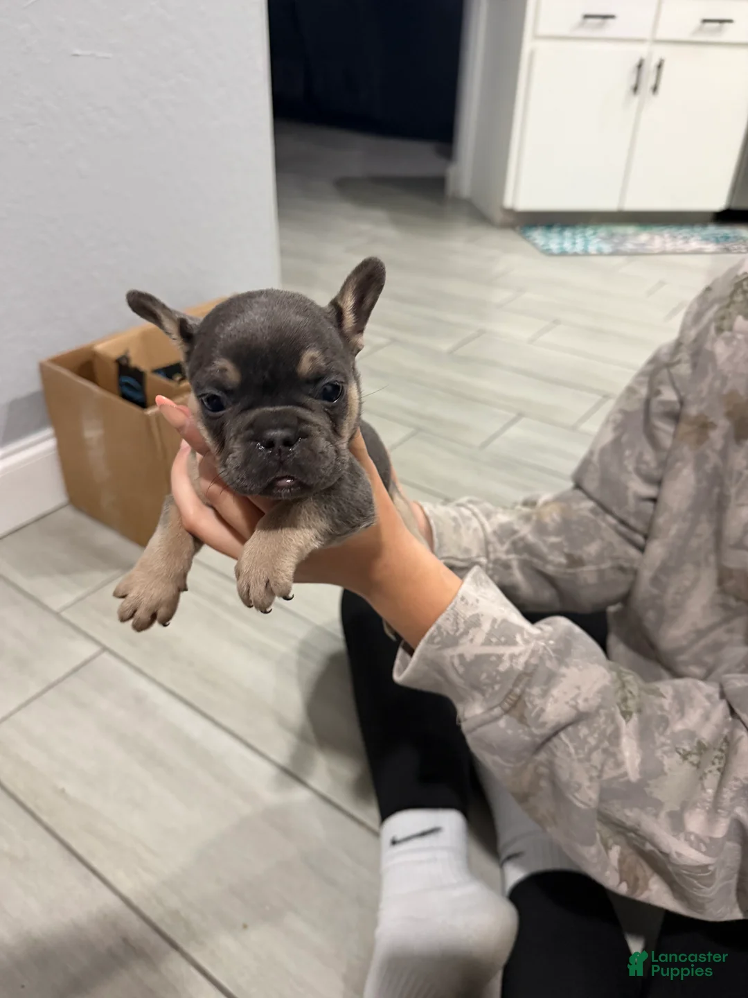 French Bulldog dogs for sale: French Bulldog Puppy 2 - Ad 1