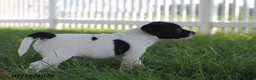 Toy Fox Terrier dogs for sale: Tipper - Ad 3