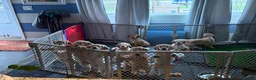 Goldendoodle dogs for sale: Orange Collar Boy - Ad 6
