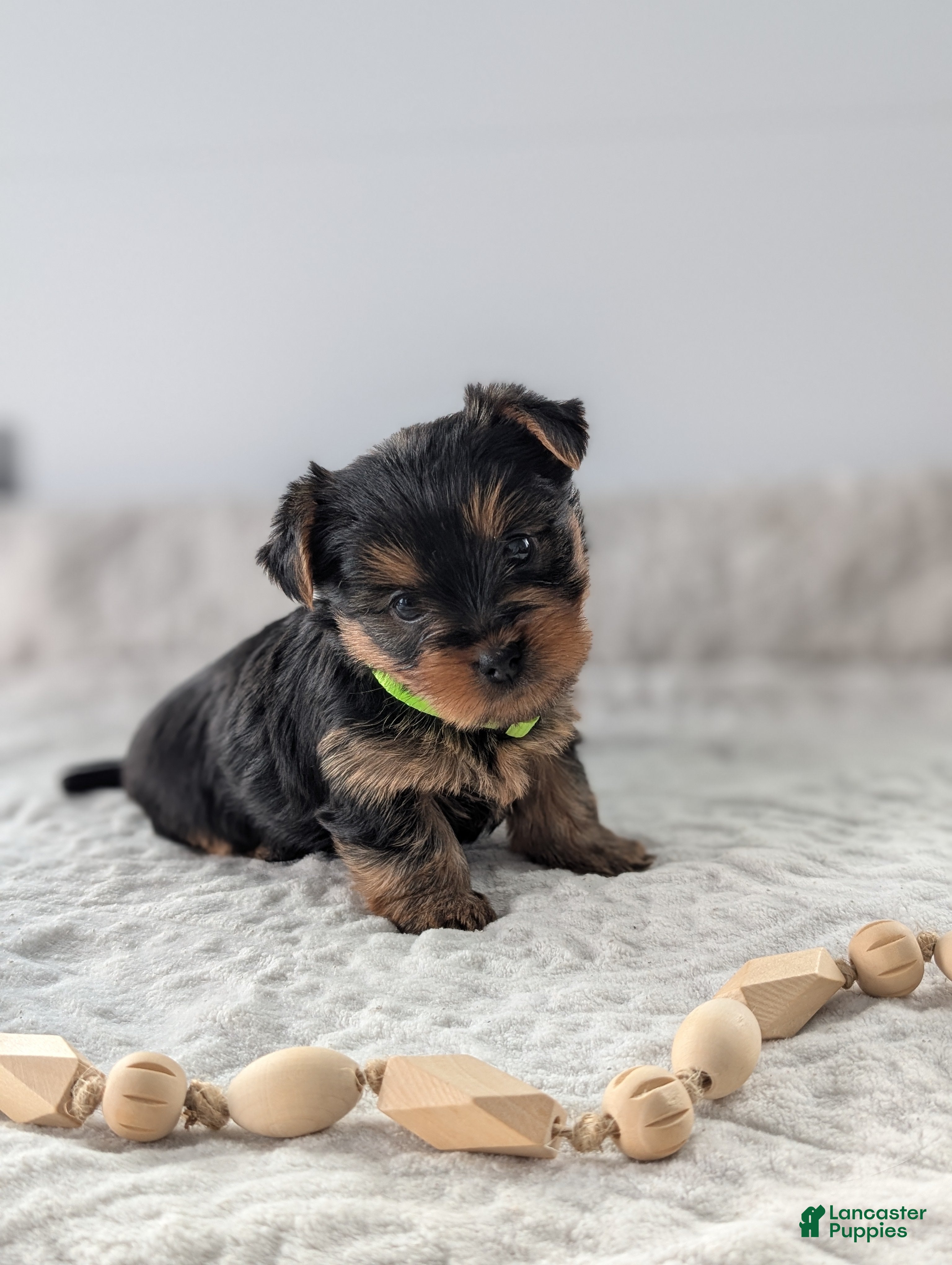 Yorkshire Terrier dogs Princess  - Ad 32