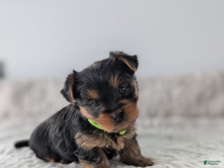 Yorkshire Terrier dogs Princess - Ad 32
