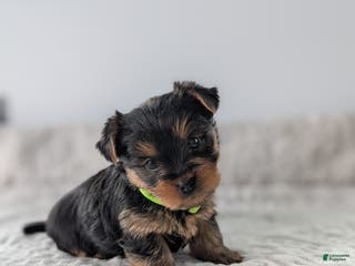 Yorkshire Terrier dogs Princess - Ad 27