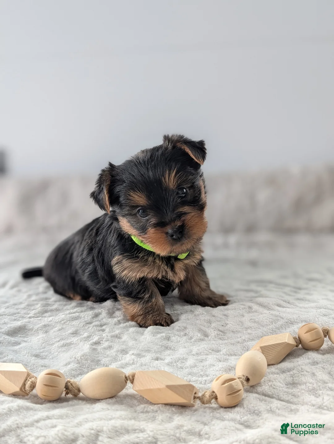 Yorkshire Terrier dogs for sale: Princess  - Ad 1