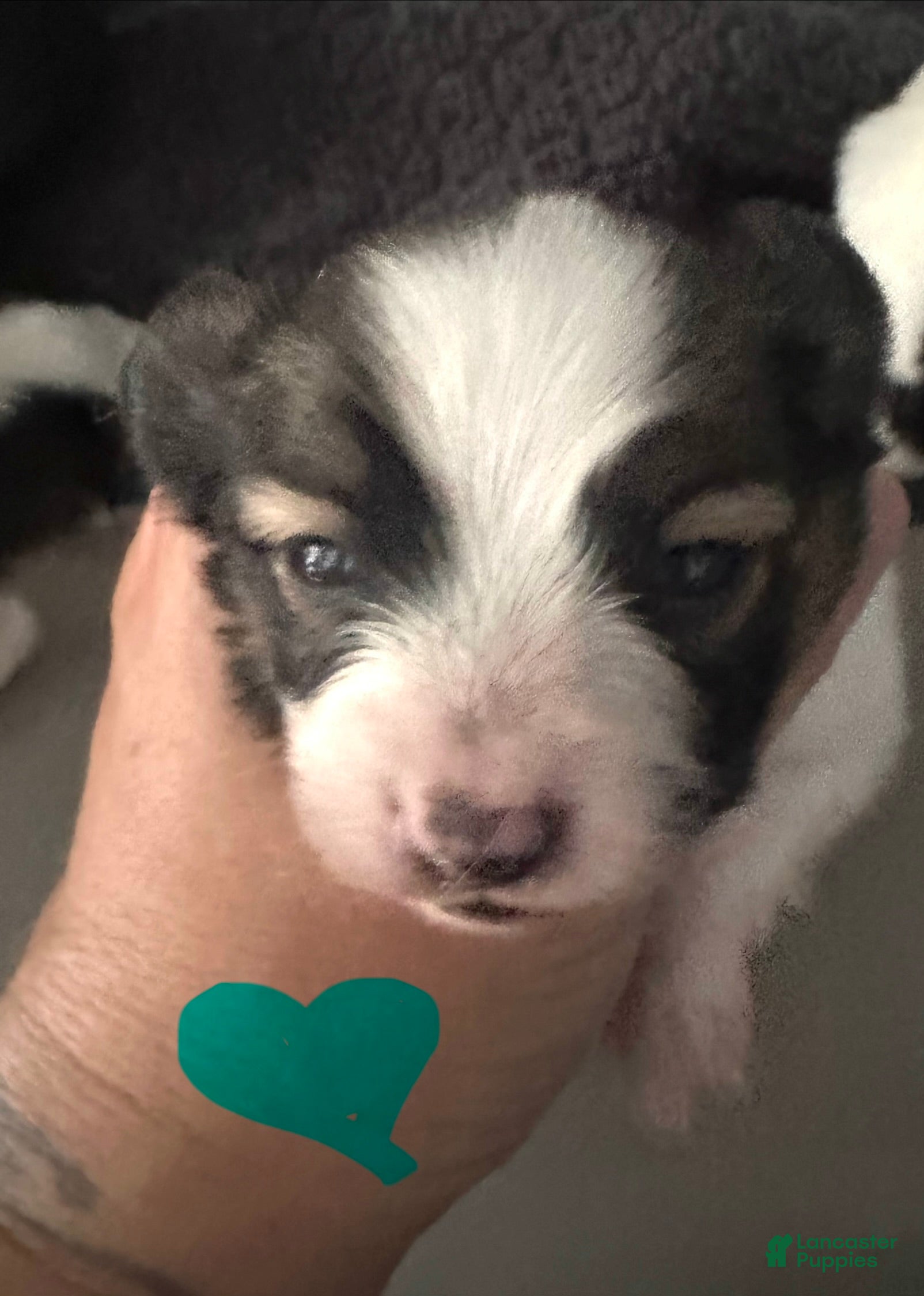 Papillon dogs Boy - Ad 41