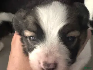 Papillon dogs Boy - Ad 41